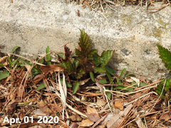Rubus crataegifolius