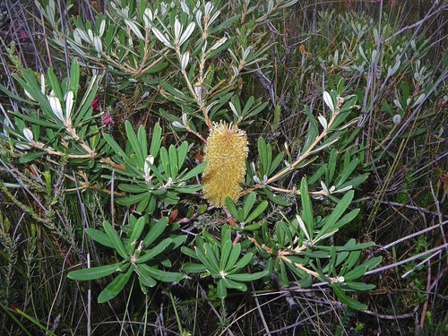 Gippsland Banksia (Banksia croajingolensis)