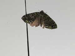 Austrocidaria similata