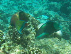 Chlorurus strongylocephalus