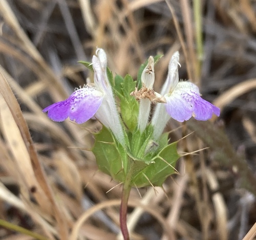 Acanthomintha ilicifolia