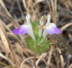 Acanthomintha ilicifolia