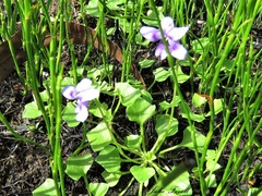 Viola silicestris