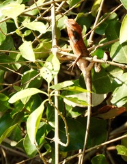 Calotes versicolor