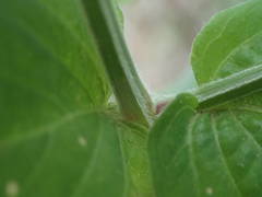 Asystasia intrusa image