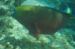 Chlorurus strongylocephalus