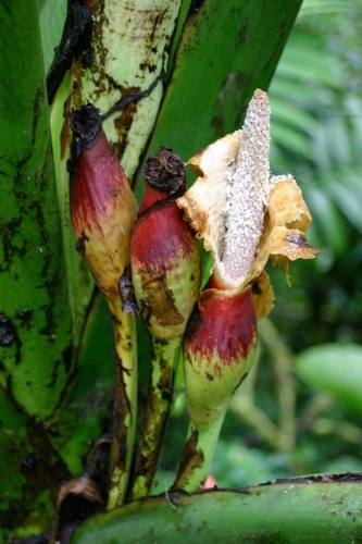 Xanthosoma undipes, photograph 5