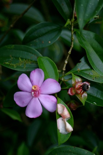 Blakea litoralis