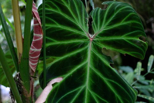 Philodendron verrucosum, photograph 5