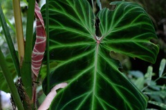 (c) Cody Hinchliff, some rights reserved (CC BY) Philodendron verrucosum, photograph (c) Cody Hinchliff, some rights reserved (CC BY)