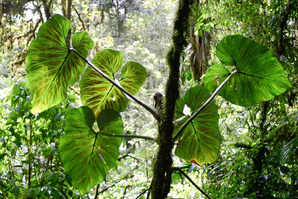 Philodendron verrucosum; photograph (c) Cody Hinchliff, some rights reserved (CC BY)