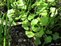 Viola silicestris