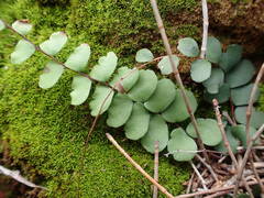 Adiantum hirsutum