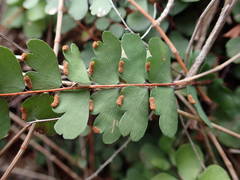 Adiantum hirsutum