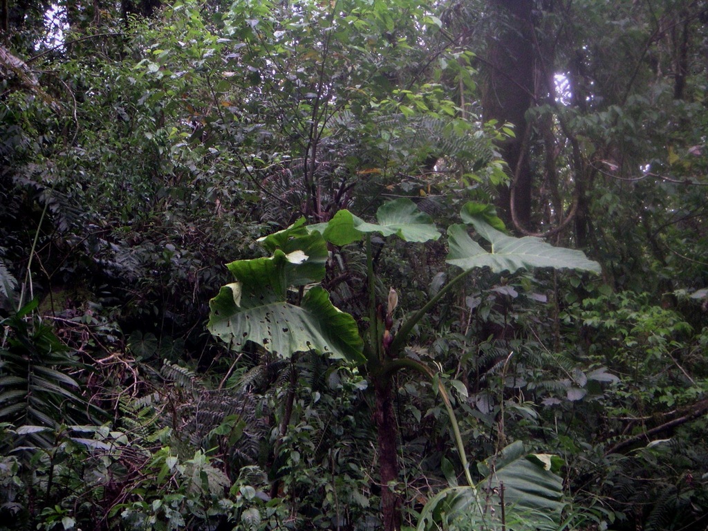 Xanthosoma undipes; photograph (c) Cody Hinchliff, some rights reserved (CC BY)