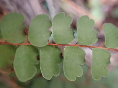 Adiantum hirsutum