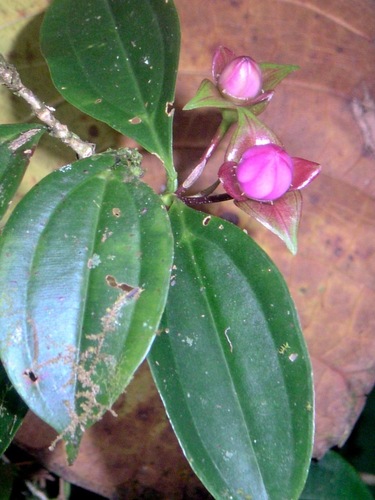 Blakea litoralis, photograph 2