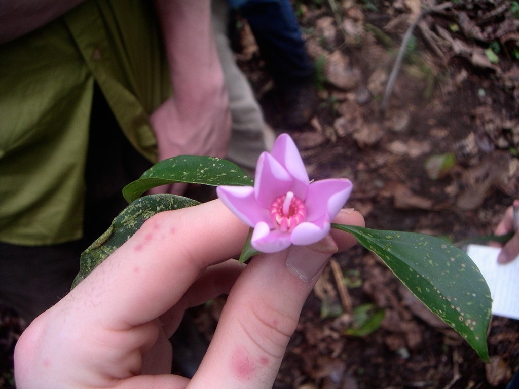 Blakea litoralis; photograph (c) Cody Hinchliff, some rights reserved (CC BY)