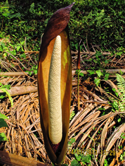 Wild Calla (Anchomanes difformis)