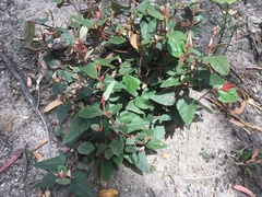 Lasiopetalum macrophyllum