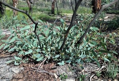 Eucalyptus gregsoniana