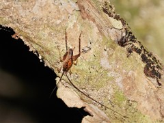 Talitropsis