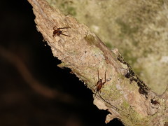Talitropsis