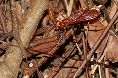 Batozonellus annulatus