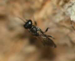 Miscophini