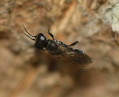 Miscophini