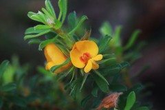 Pultenaea rostrata