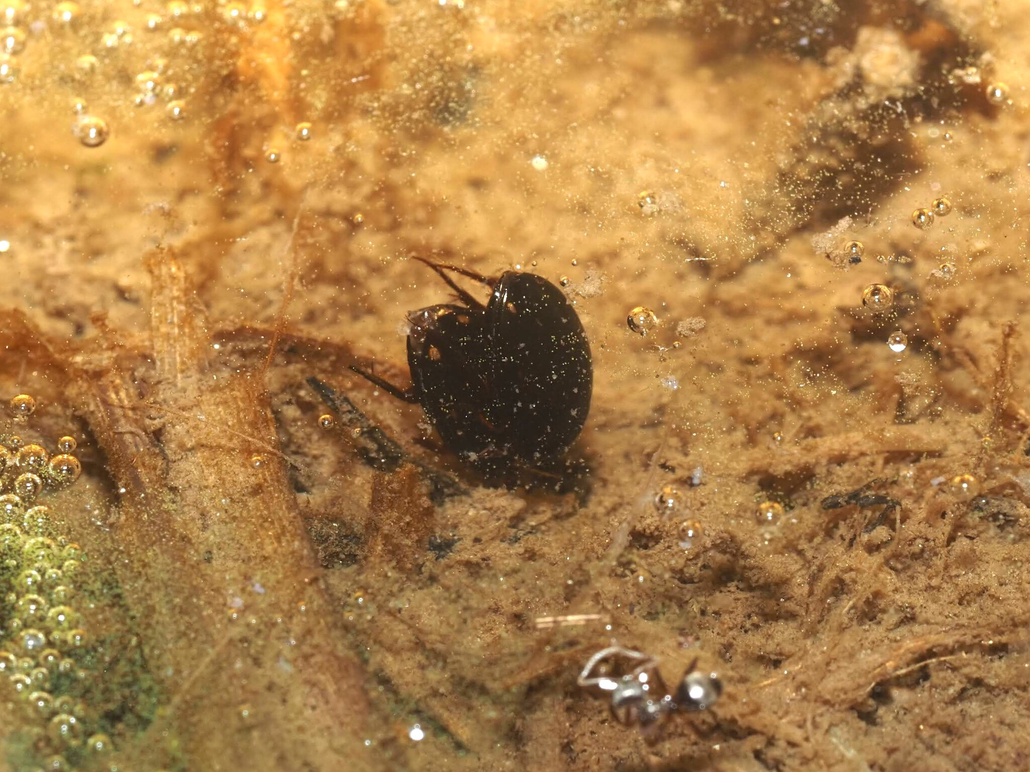 Platambus optatus