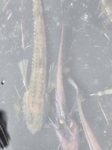 Physiculus observed 2026-05-02