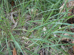 Digitaria parviflora
