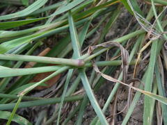 Digitaria parviflora