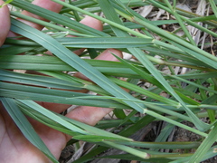 Digitaria parviflora