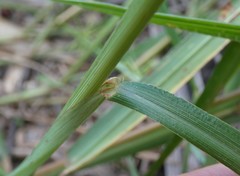 Digitaria parviflora