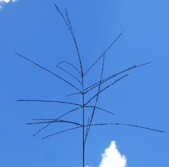 Digitaria parviflora