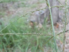 Digitaria parviflora