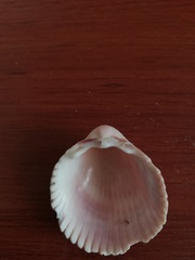 Trachycardium procerum