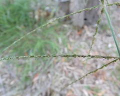 Digitaria parviflora
