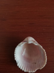 Trachycardium procerum