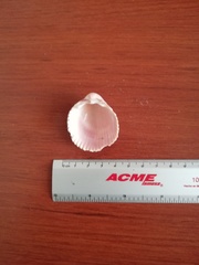 Trachycardium procerum