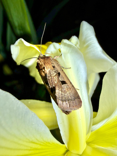 iNaturalist observation photo of Parabagrotis formalis