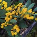Flat-stemmed Wattle - Photo (c) Adrian Gale, some rights reserved (CC BY-NC), uploaded by Adrian Gale