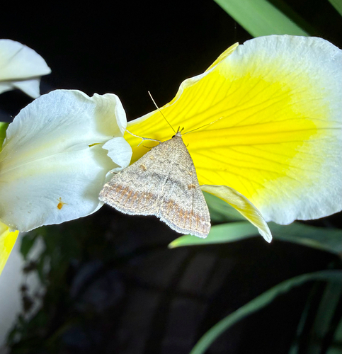 iNaturalist observation photo of Tetanolita palligera