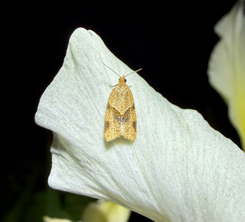 iNaturalist observation photo of Clepsis