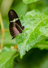 Heliconius clysonymus clysonymus