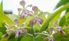 Vanda tricolor