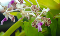 Vanda tricolor